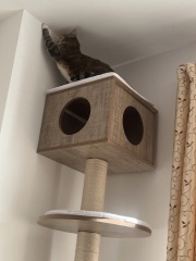 Scottish Tourism - the Excellent Cats debate Gizmo's suitability as a top influencer