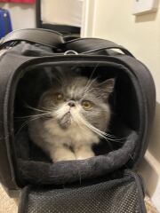 Pampered, Persian, Princess Penelope