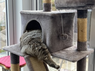 Cat tree - yes or no?
