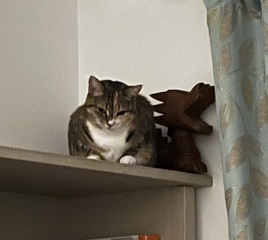 Scottish Tourism - the Excellent Cats debate Gizmo's suitability as a top influencer