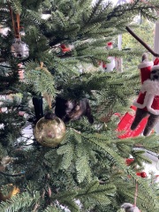 Kitten and Christmas tree
