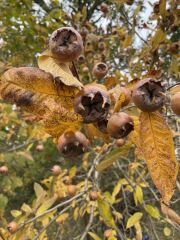 The Nigel Slater Christmas Chronicles Readalong 2025