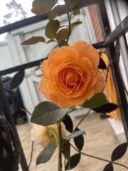 Alternatives for David Austin rose 'Munstead Wood'?