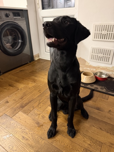 Beyond Adolescence - a thread to chat about grown up dogs, cake and anything else, excluding coffee.