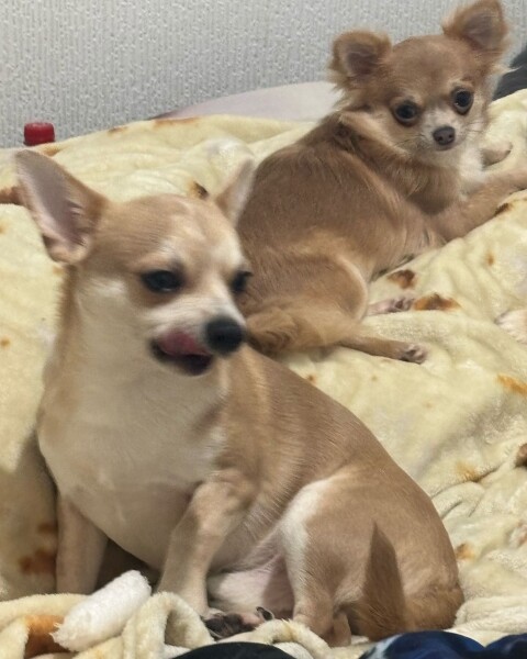 Does Anyone Else think Small Dogs Are Half Dog, Half Cat (lighthearted)