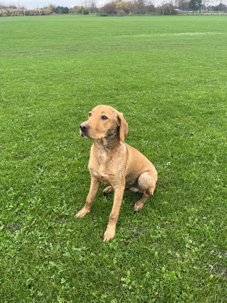 Puppy survival thread! All welcome!