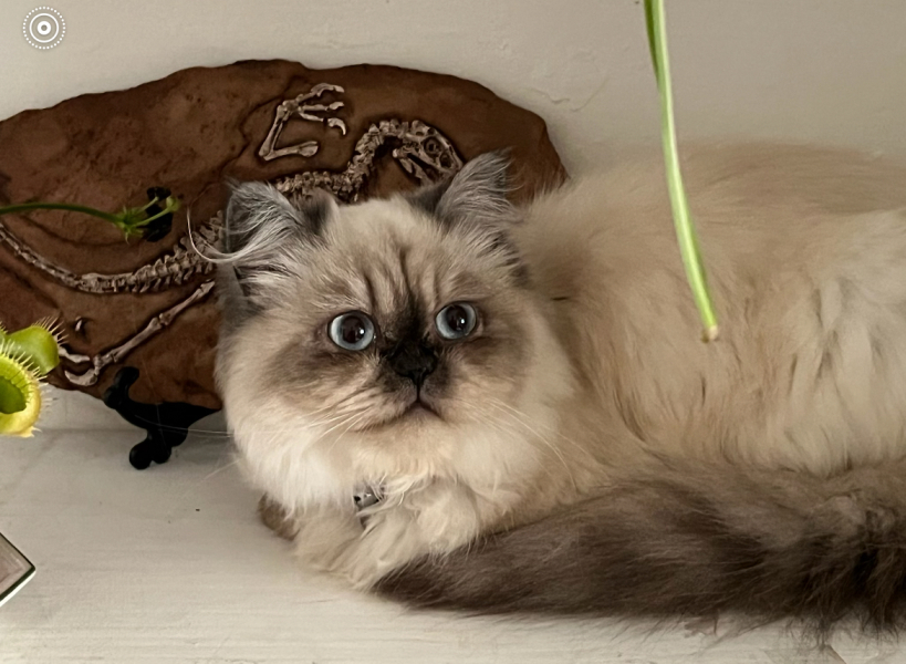 Persian cat and Bloody fleas !!