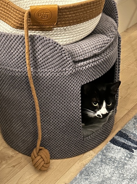 Thread 39 Starmer: chwech/saith - dechreuodd y plant ei