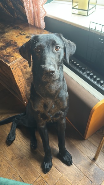 Puppy survival thread! All welcome!