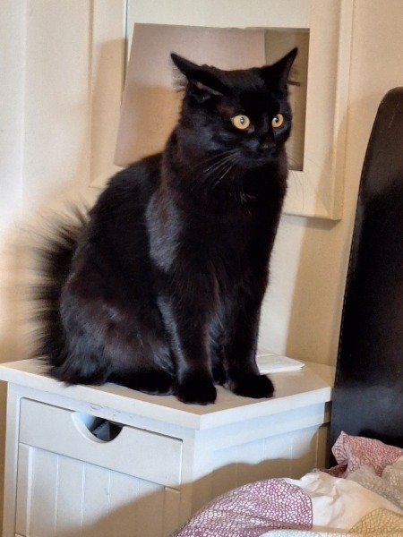 “Cats don’t have facial expressions”