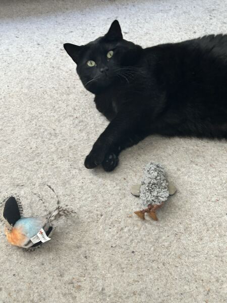 Thread 39 Starmer: chwech/saith - dechreuodd y plant ei