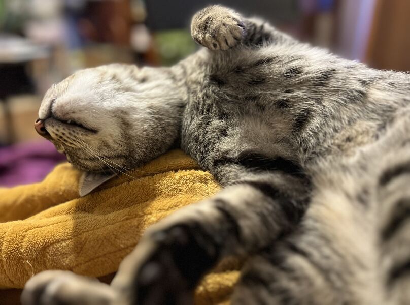 Paws crossed for Penelope please