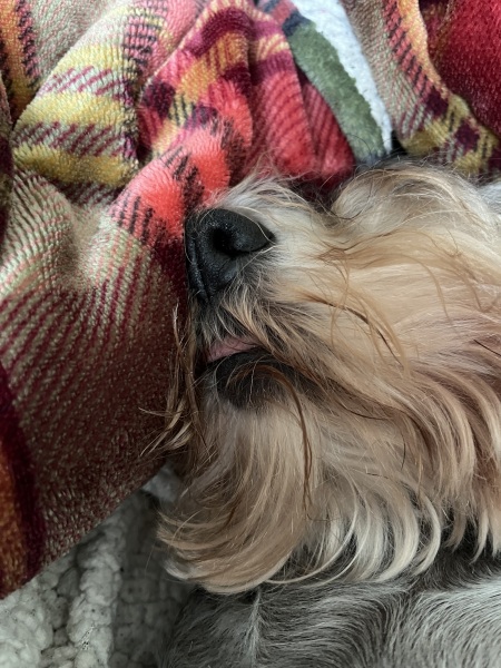 Thread 37 Starmer:  pinko commie slimeball