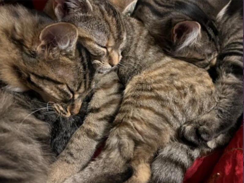 Prison Dramas, Bands and Ouija Boards - the Excellent Cats audition, sing and plot