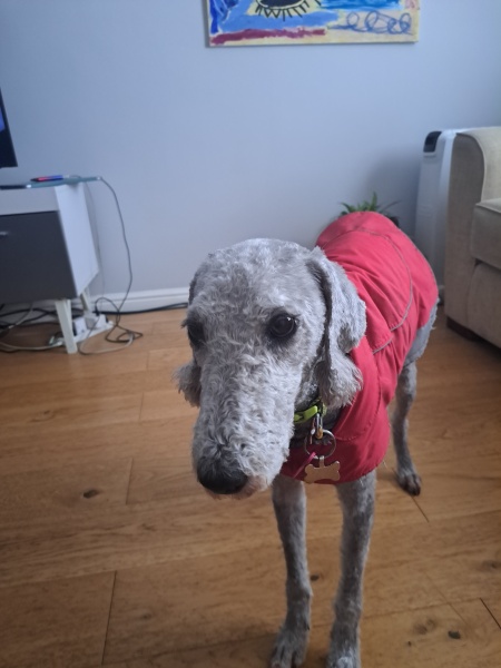 Cutest thing your dog does?