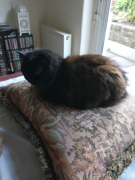 Bereavement.  TW cat illness