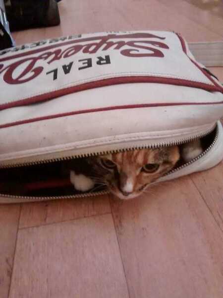 Thread 39 Starmer: chwech/saith - dechreuodd y plant ei