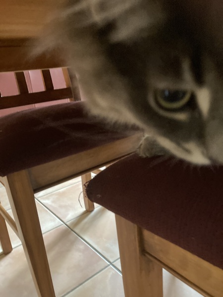 Prison Dramas, Bands and Ouija Boards - the Excellent Cats audition, sing and plot