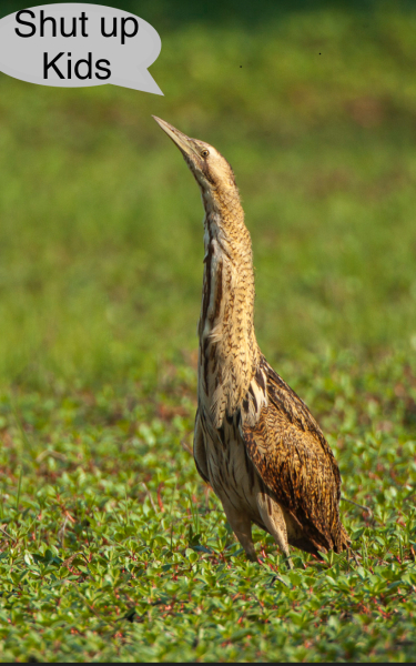 Would you have said something: feral kids at RSPB sanctuary