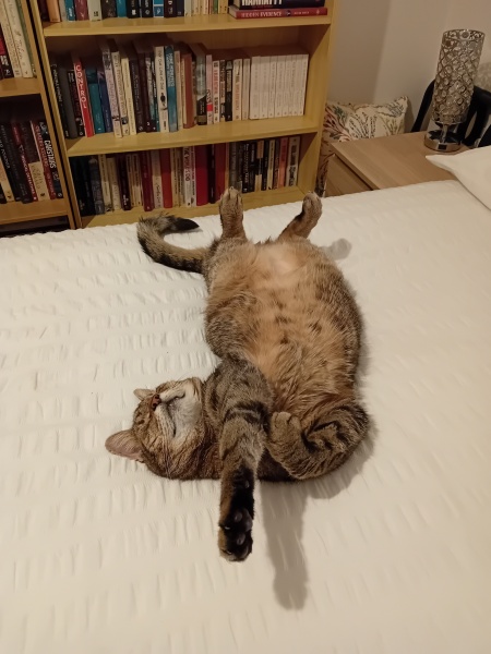Scottish Tourism - the Excellent Cats debate Gizmo's suitability as a top influencer