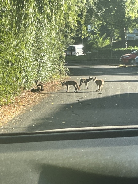 foxes