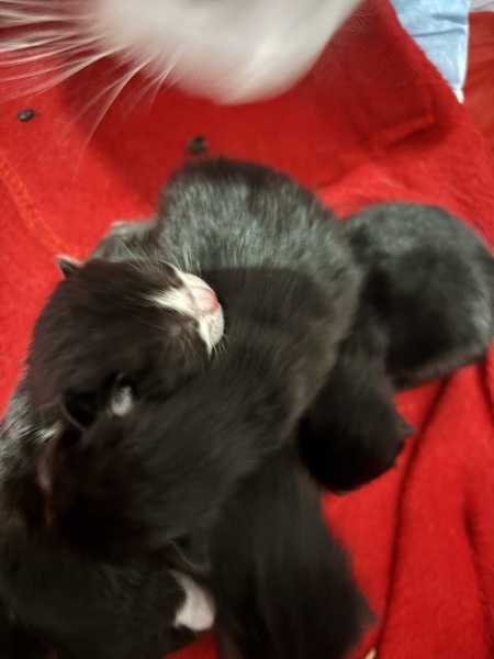Who wants to wait whilst my kittens are born!