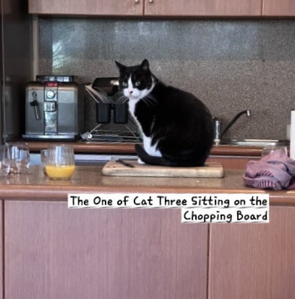 Prison Dramas, Bands and Ouija Boards - the Excellent Cats audition, sing and plot