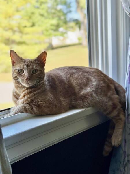 Thread 38 Starmer: Tax your Hamster