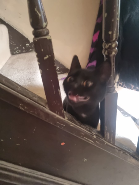 “Cats don’t have facial expressions”