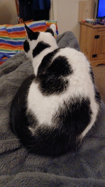 Mounjaro/Wegovy with >5 stone/30kg to lose - thread 11!