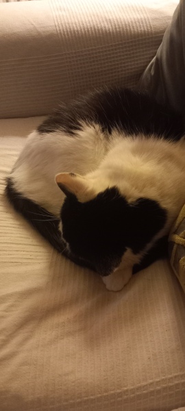 MAFS #13 NO SPOILERS! Pussy galore made Keye run from his amore. Cat cafes breaking up couples, leaving greige people in their greige houses. Reiss loves castles and pyramids too, Steven needs a tomb for his Hinge profile too.
