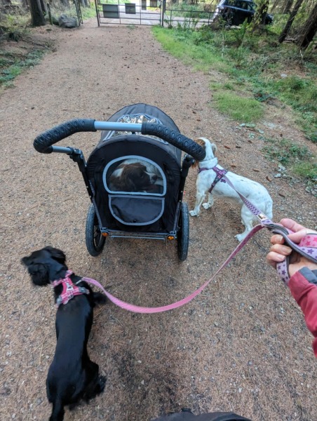 Beyond Adolescence - a thread to chat about grown up dogs, cake and anything else, excluding coffee.