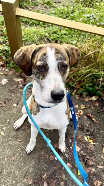 Thread 39 Starmer: chwech/saith - dechreuodd y plant ei