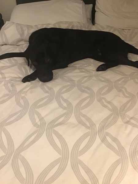 Beyond Adolescence - a thread to chat about grown up dogs, cake and anything else, excluding coffee.