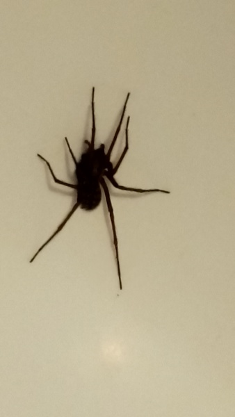 What do you do with spiders at this time of year?