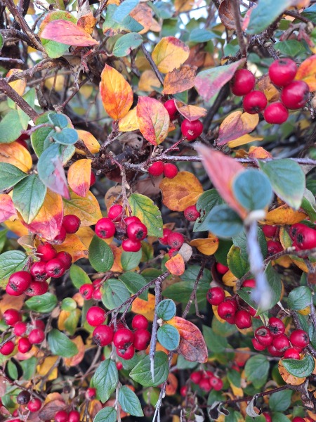 The Nigel Slater Christmas Chronicles Readalong 2025