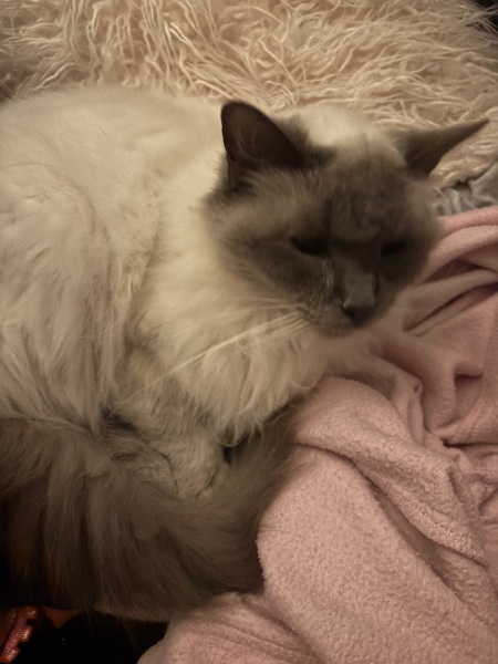 Tell me about your Ragdoll?