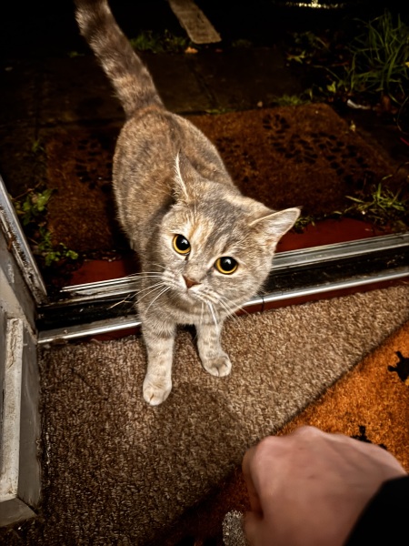 Is this cat trying to “adopt” me?