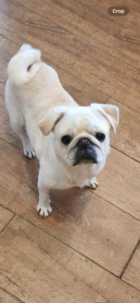 We’ve just adopted a pug!