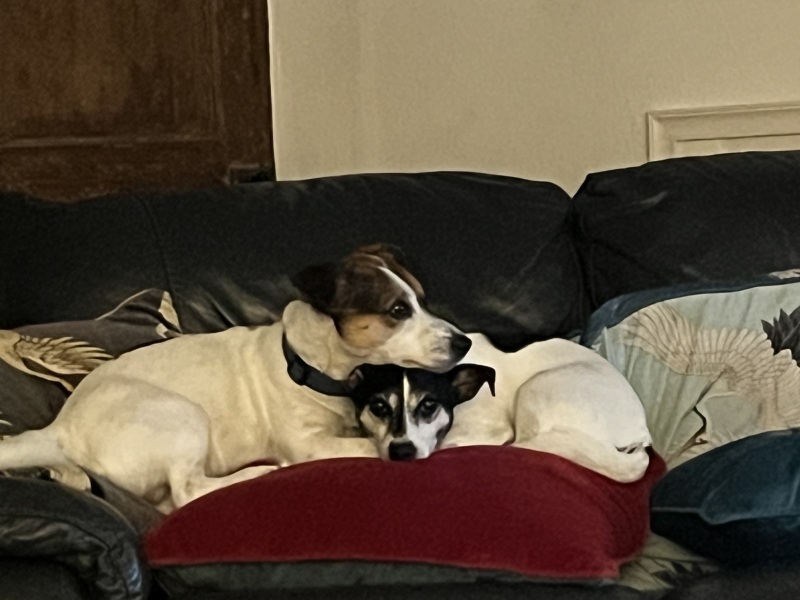 Thread 39 Starmer: chwech/saith - dechreuodd y plant ei