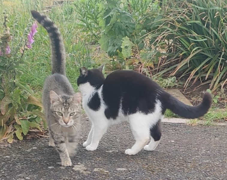 Cat people - help me advise a friend please?