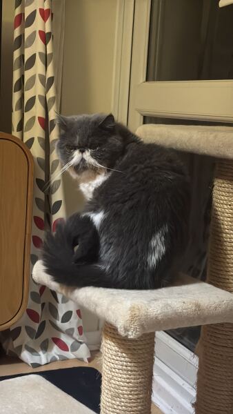 Paws crossed for Penelope please
