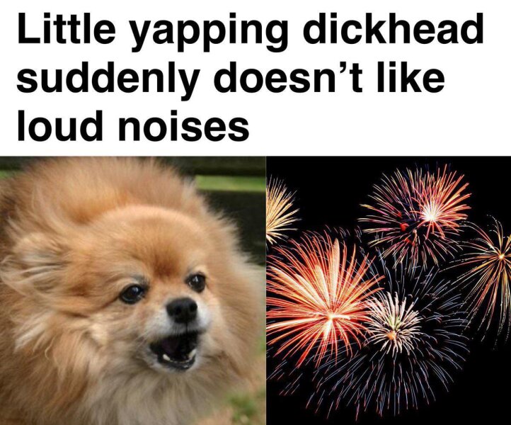 To be sick of people moaning about their pets and fireworks?