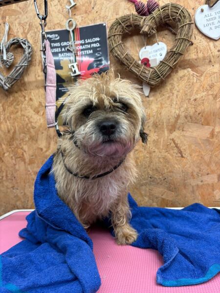 Border terrier almost a year old … suggestions for food to move him on to?