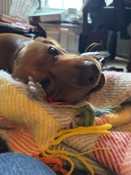 Beyond Adolescence - a thread to chat about grown up dogs, cake and anything else, excluding coffee.
