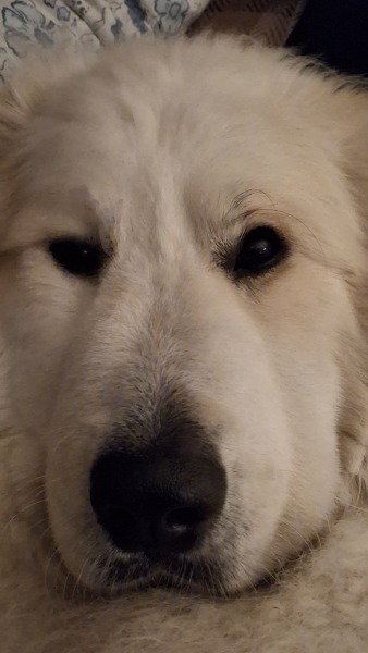 Beyond Adolescence - a thread to chat about grown up dogs, cake and anything else, excluding coffee.