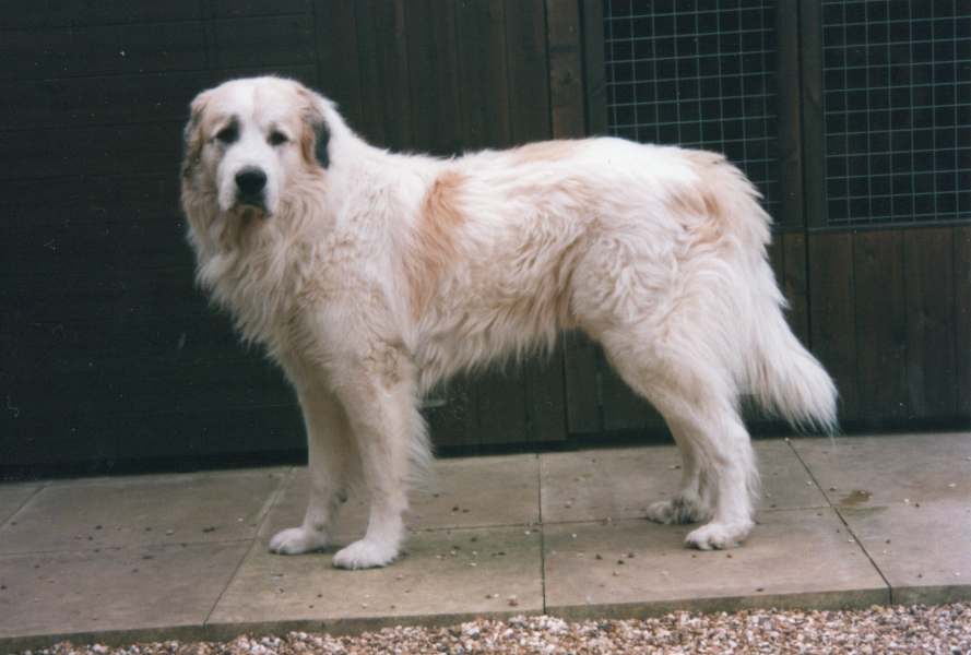 Beyond Adolescence - a thread to chat about grown up dogs, cake and anything else, excluding coffee.