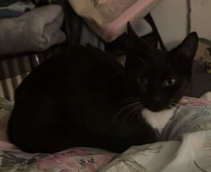 A bit of new (rescue) cat regret