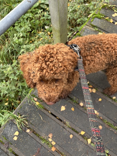 Puppy Survival Thread Autumn 2025 - all welcome!