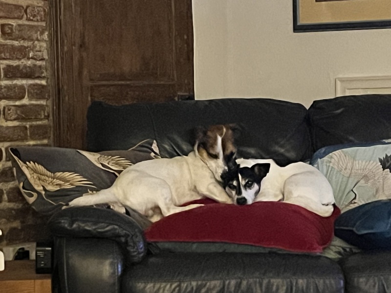 Thread 37 Starmer:  pinko commie slimeball